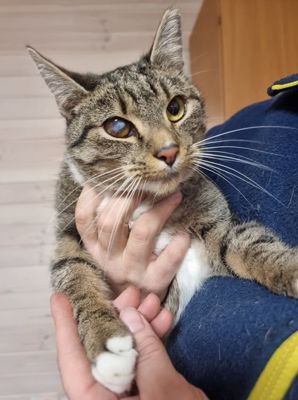 Liusė