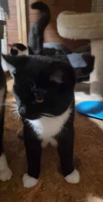 Teo