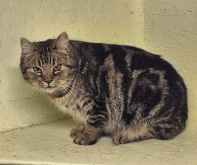 Bitė
