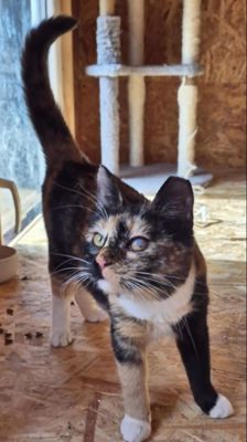 Bela