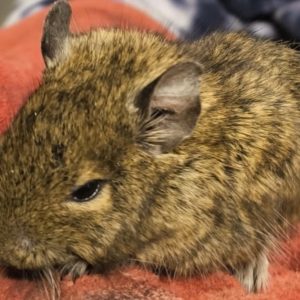 Degu