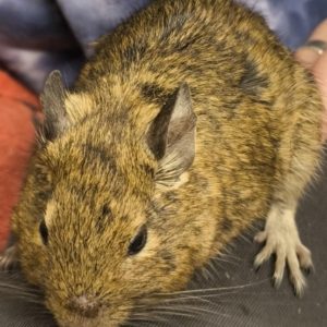 Degu