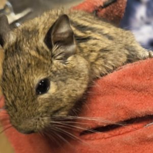 Degu