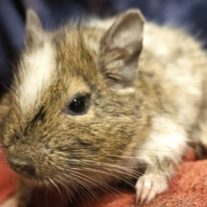 Degu