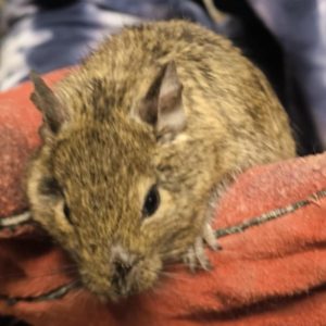 Degu