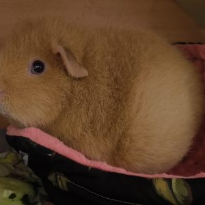 Jūrų kiaulytė