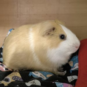 Jūrų kiaulytė Komka
