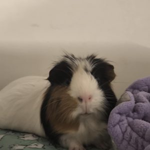 Jūrų kiauliukas Pūkis