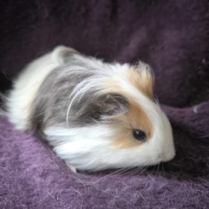 Jūrų kiaulytė Pūkė