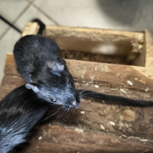 Smiltpeliukas patinas