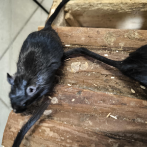 Smiltpelytė patelė