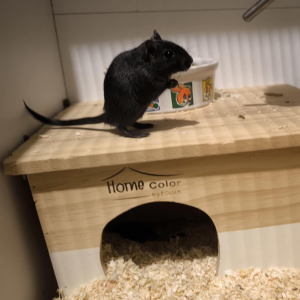 Smiltpelytė patelė