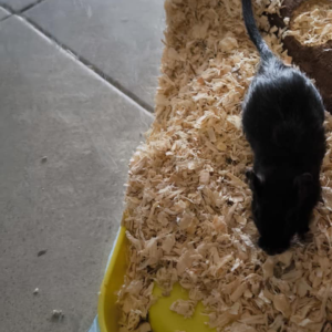 Smiltpelytė patelė