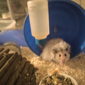 Sirijos žiurkėniukas