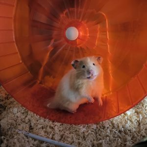 Sirijos žiurkėniukė