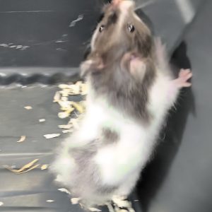 Sirijos žiurkėniukė