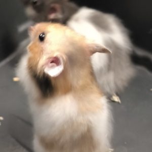 Sirijos žiurkėniukas