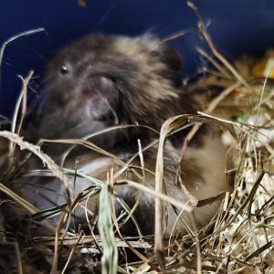 Sirijos žiurkėniukė