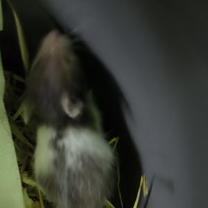 Sirijos žiurkėniukas