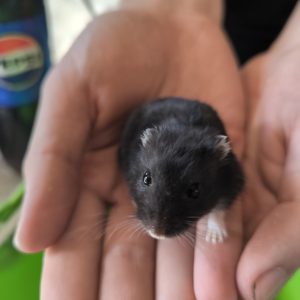 Džiungarijos žiurkėniukė