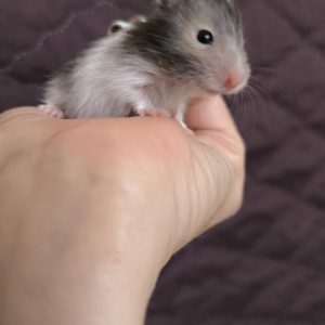 Sirijos žiurkėniukas