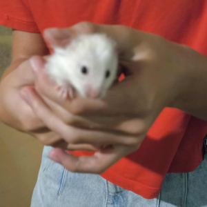 Sirijos žiurkėniukė