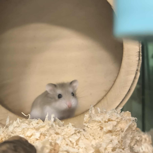 Roborovskio žiurkėniukė