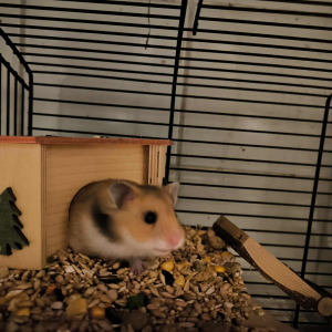 Sirijos žiurkėniukas