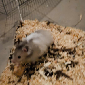 Sirijos žiurkėniukė