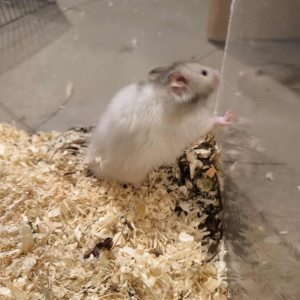 Sirijos žiurkėniukė