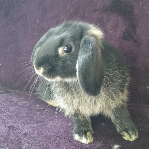 Dekoratyvinė triušytė Lepsė