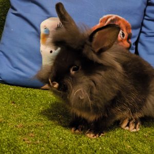 Dekoratyvinis triušiukas Juodis