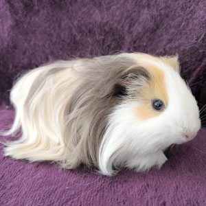 Jūrų kiaulytė Luna