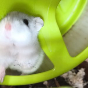 Džiungarijos žiurkėniukė bekojytė