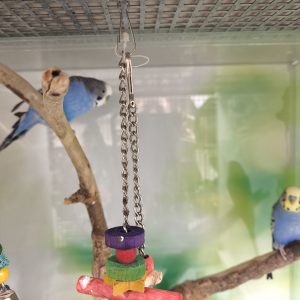 Banguotoji papūgėlė