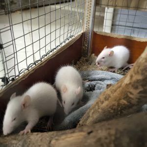 Dekoratyvinė žiurkė