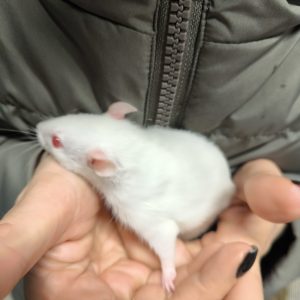 Žiurkytė rastinukė