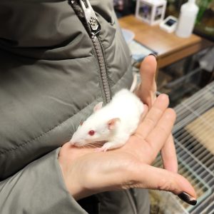 Dekoratyvinė žiurkė