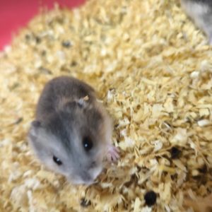 Džiungarijos žiurkėnas