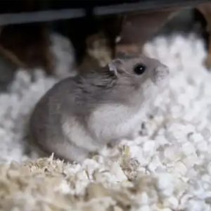 Džiungarijos žiurkėniukė