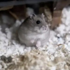 Džiungarijos žiurkėniukė