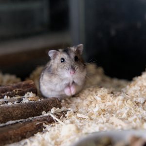 Džiungarijos žiurkėnas