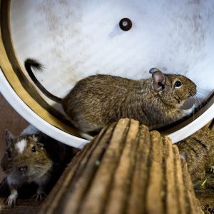 Degu patinėlis