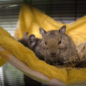 Degu patelė