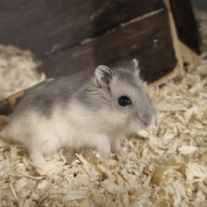 Žiungarijos žiurkėniukas