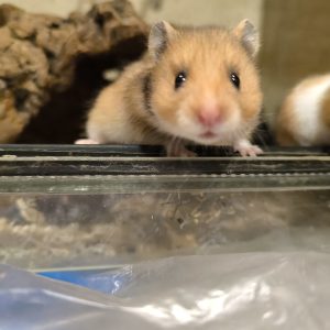 Sirijos žiurkėniukė