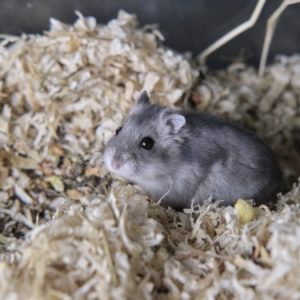 Džiungarijos žiurkėniukė