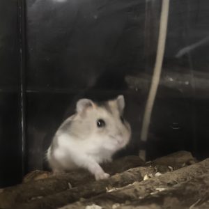 Džiungarijos žiurkėniukė