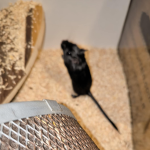 Smiltpeliukas patinas