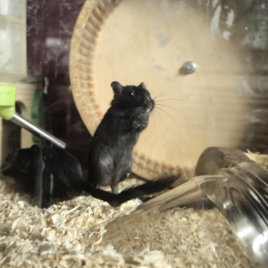 Smiltpeliukas patinas